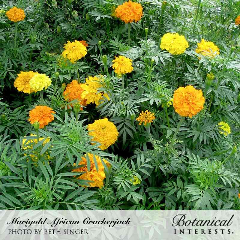 Crackerjack African Marigold Seeds