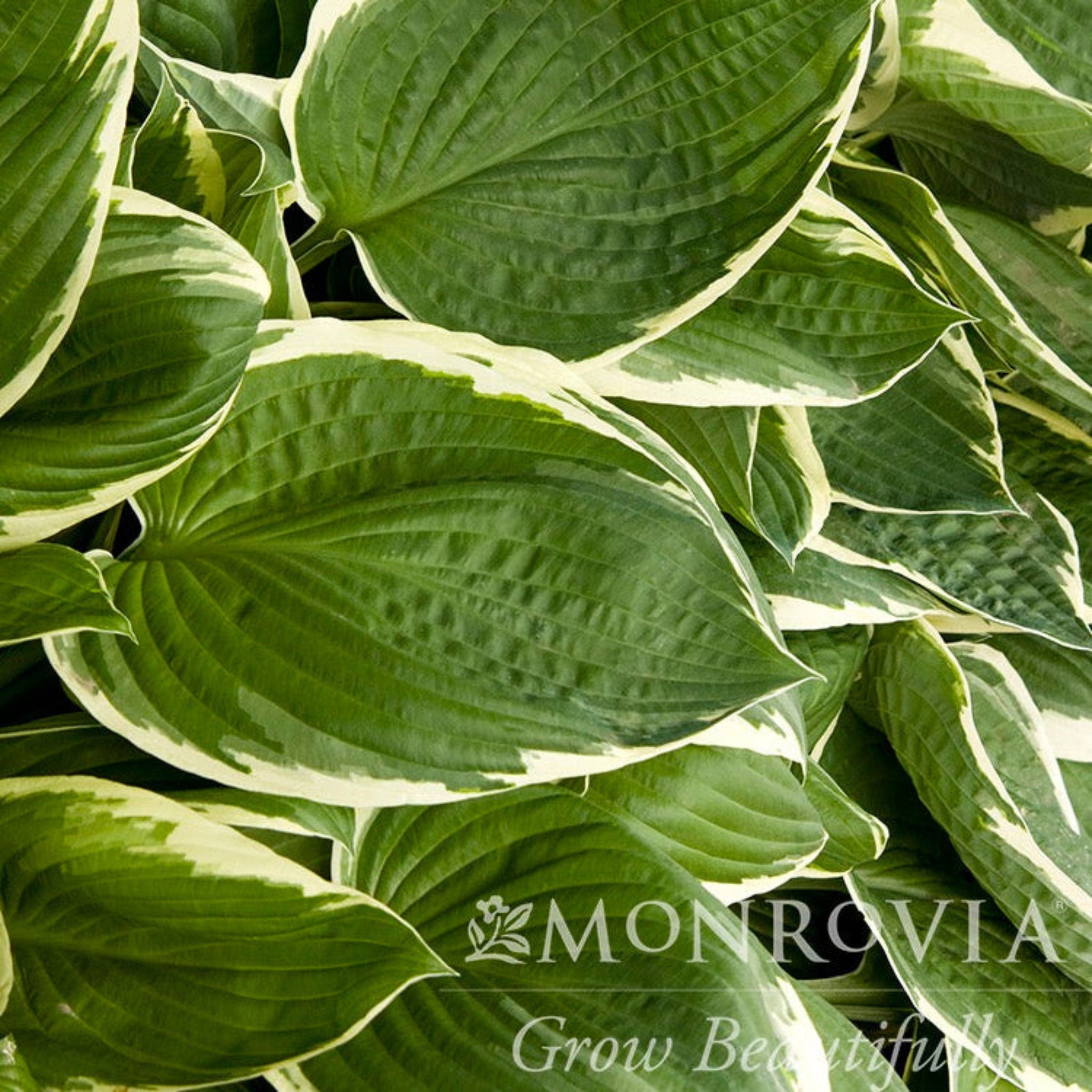 Botanical Interests Francee Hosta
