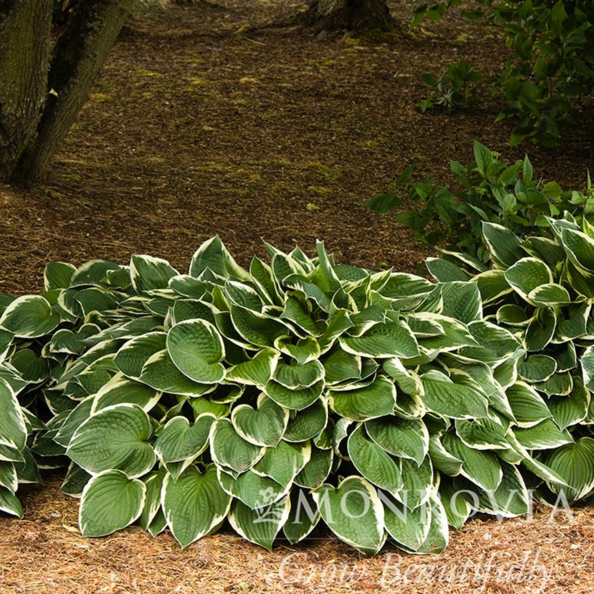 Botanical Interests Francee Hosta - Thumbnail 3
