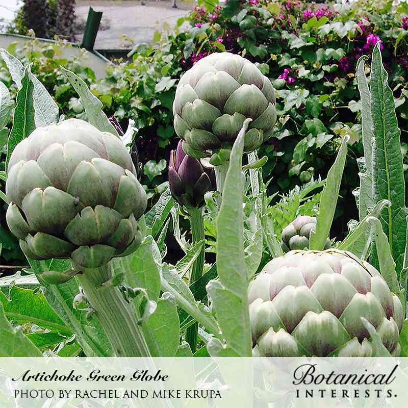 artichoke seeds planting Green Globe Improved Artichoke Seeds