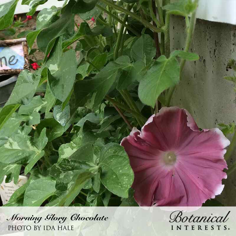 japanese morning glory seeds Chocolate Morning Glory Seeds