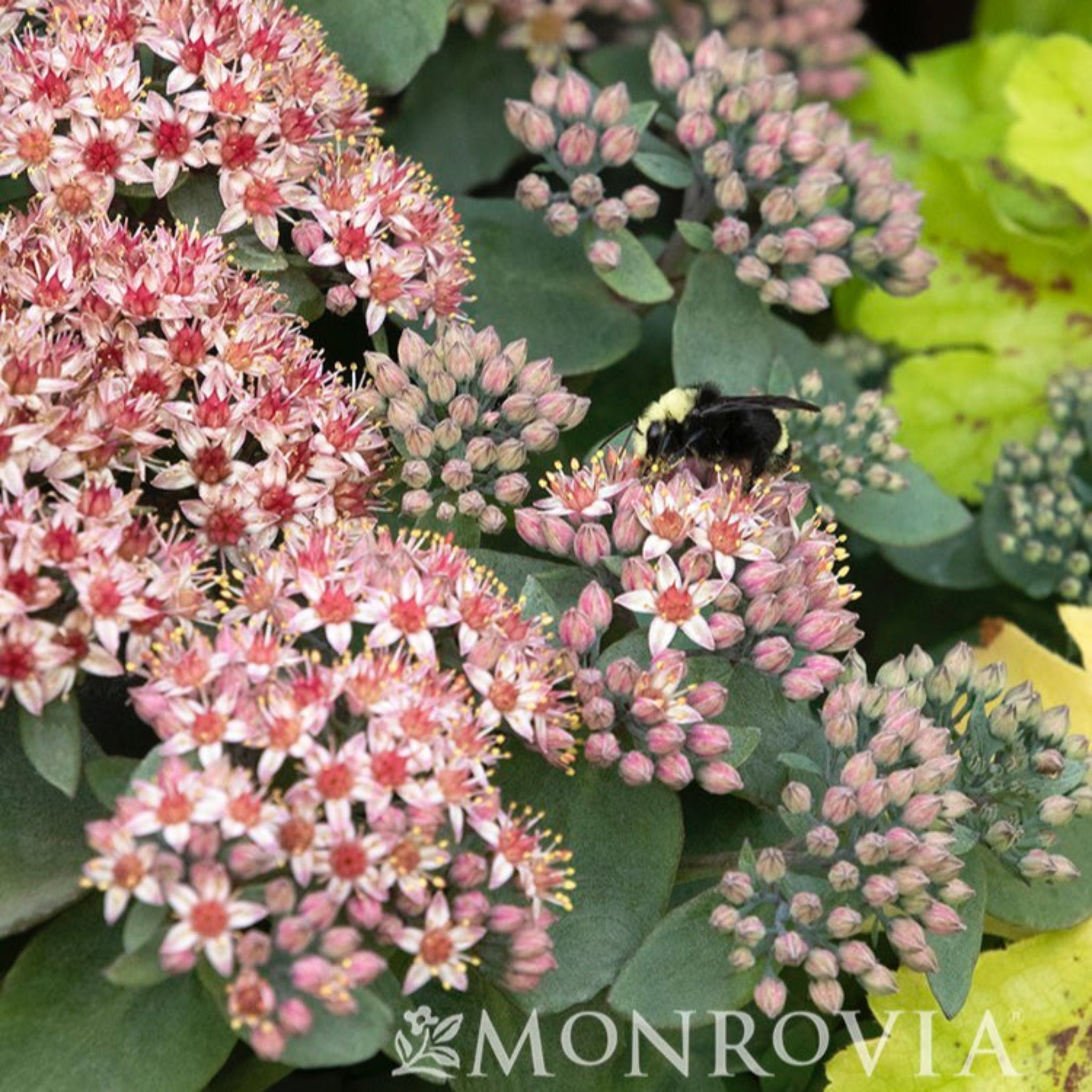 Sedum – Botanical Interests