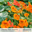 Alaska Variegated Nasturtium Seeds