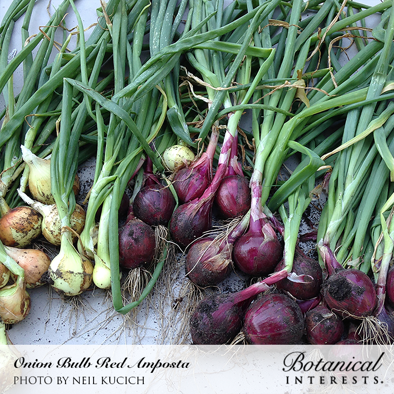 Red Amposta Bulb Onion Seeds