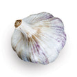 Whole head of Sicilian Artichoke softneck garlic with papery white skin streaked in purple and a dry, trimmed stem, shot against a plain white background.
