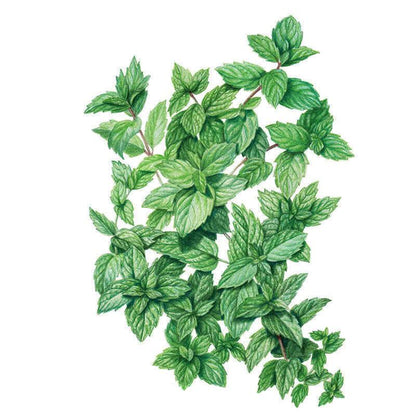 Common Mint Seeds