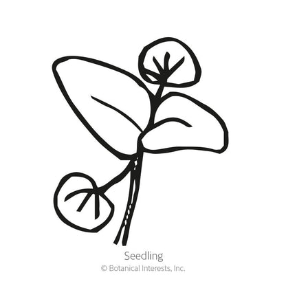Common Mint Seeds