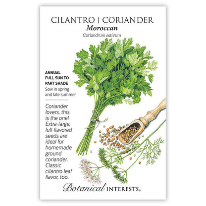 Cilantro plant for sale (cilantro plant, plant sale, life cycle, Cilantro Coriandrum, Cilantro Coriandrum sativum) Cilantro plant for sale