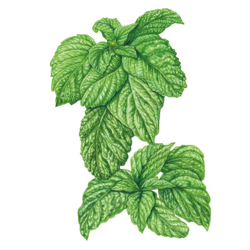 Botanical Interests Basil Lettuce Leaf - Thumbnail 2