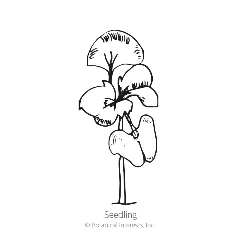 Lettuce Leaf Basil Seeds