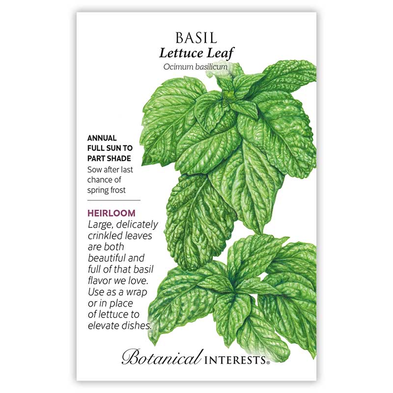 basil seed planting depth Lettuce Leaf Basil Seeds – Botanical Interests