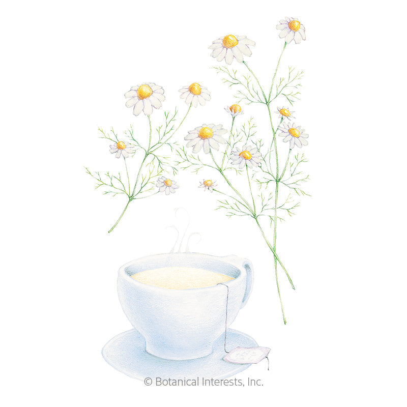 German Chamomile Seeds