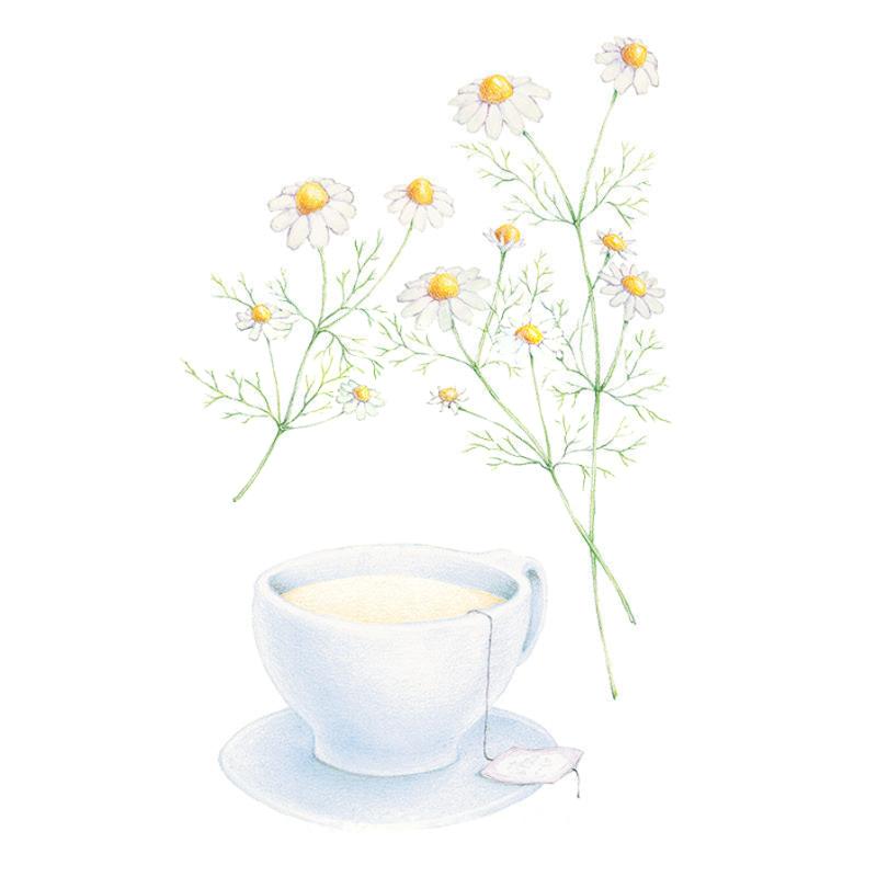 German Chamomile Seeds