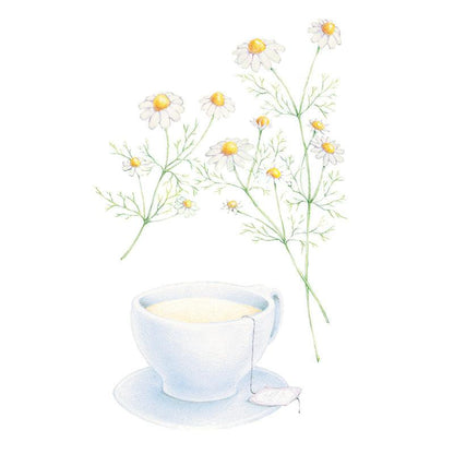 German Chamomile Seeds