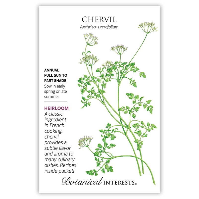 planting chervil seeds Chervil Seeds