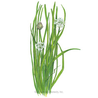 Garlic Chives Seeds