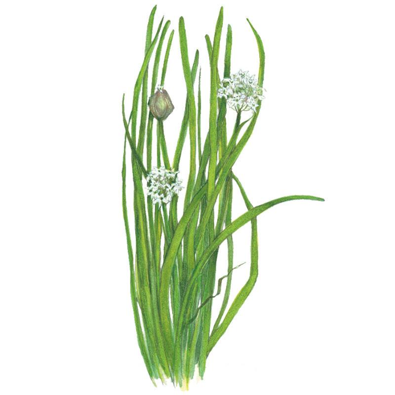 Botanical Interests Garlic Chives Seeds - Thumbnail 3