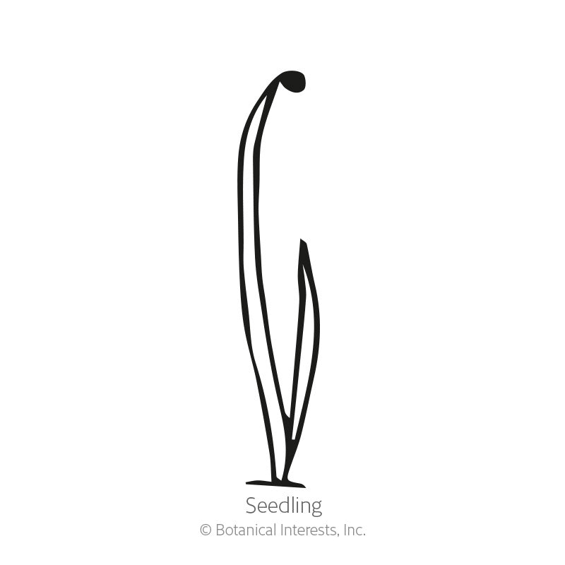Garlic Chives Seeds