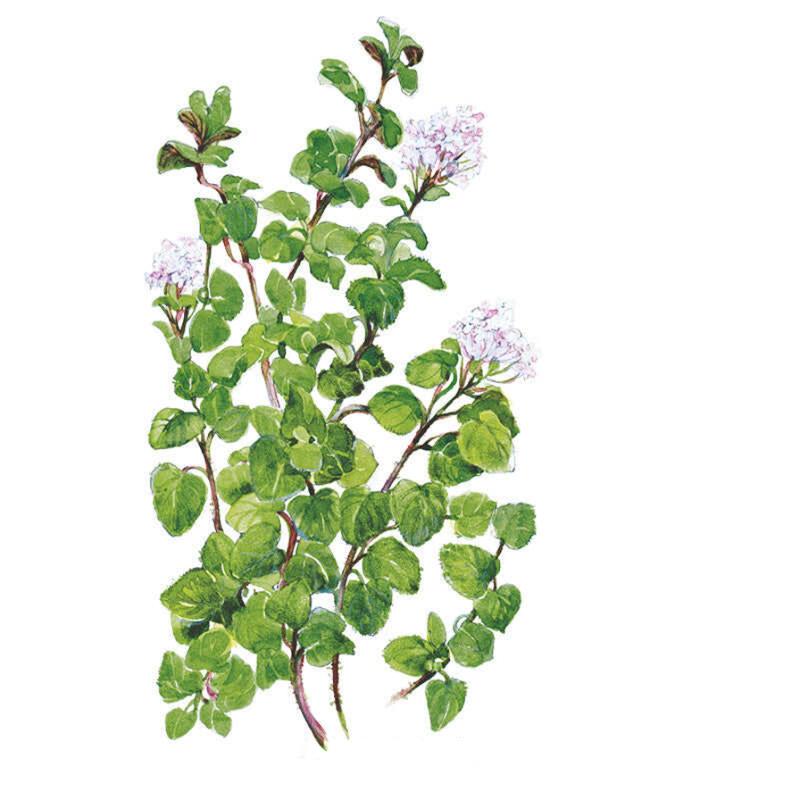 True Greek Oregano Seeds