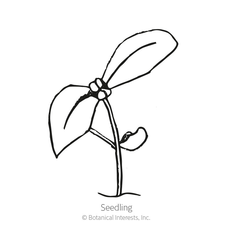 True Greek Oregano Seeds