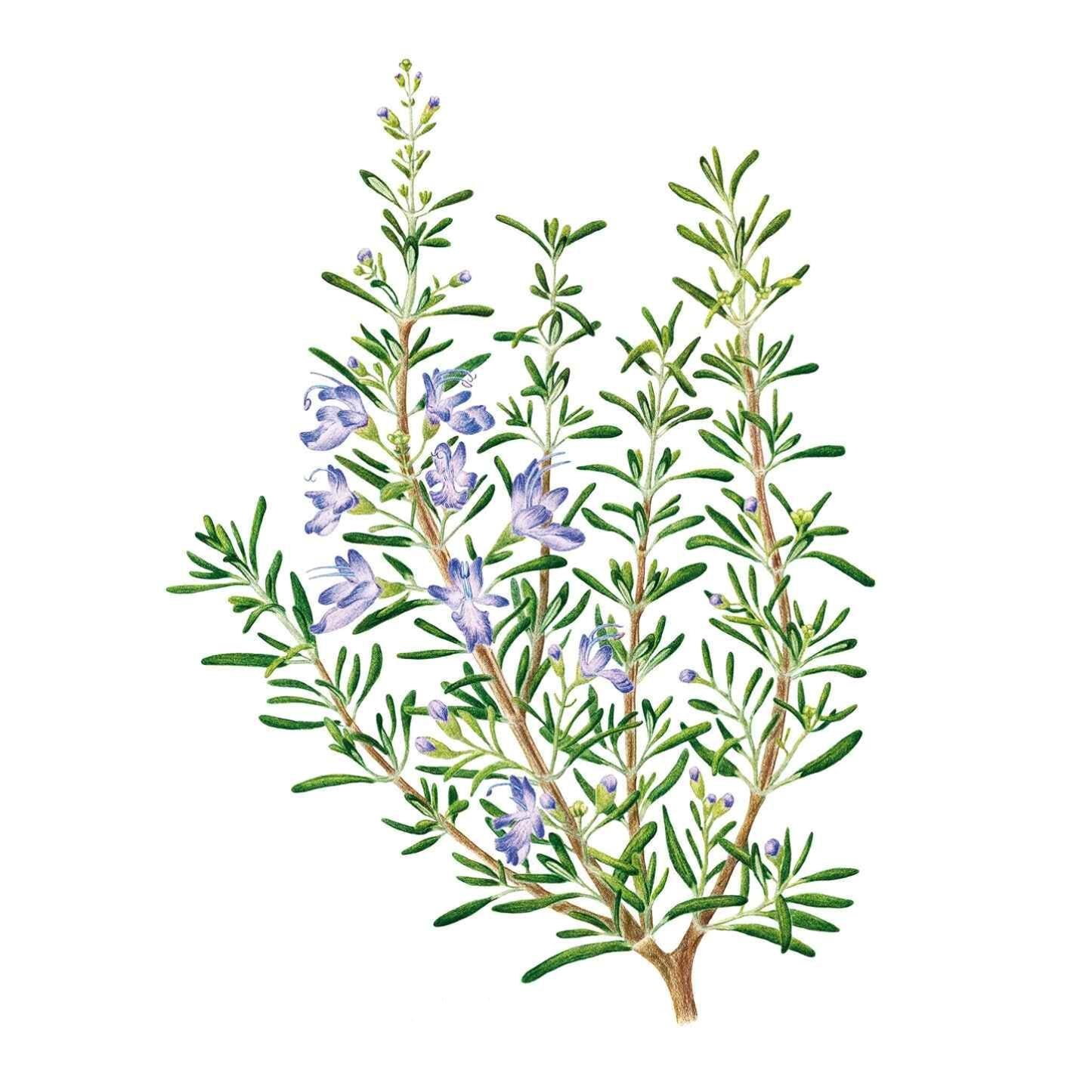 Rosemary Seeds – Botanical Interests
