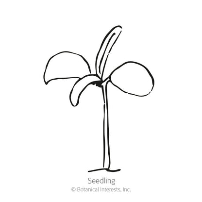 Rosemary Seeds