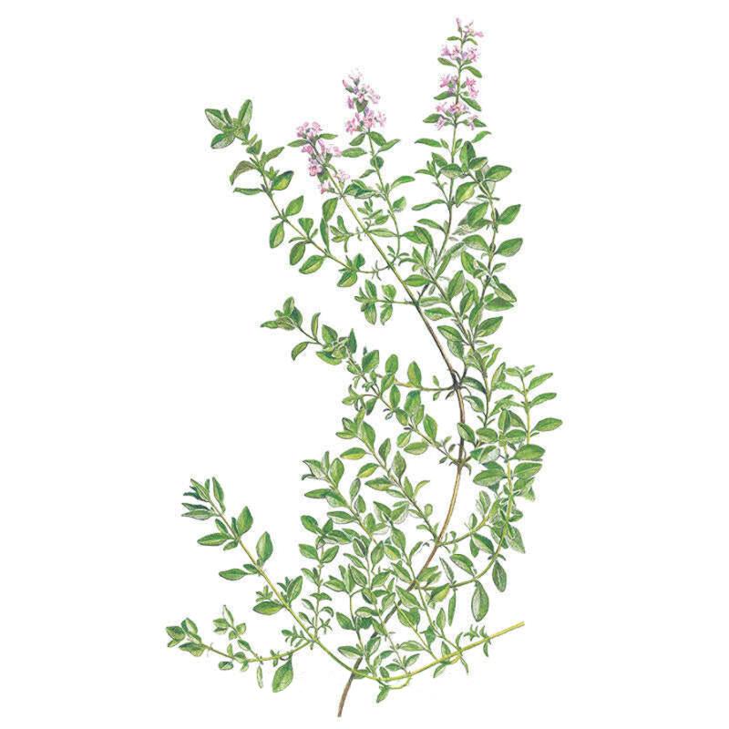 Botanical Interests English Thyme Seeds - Thumbnail 3