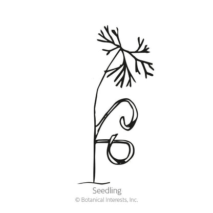 Tetra Dill Seeds