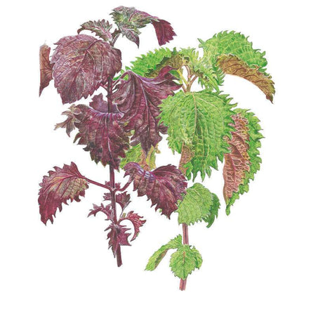 Green and Red Shiso Perilla Seeds – Botanical Interests