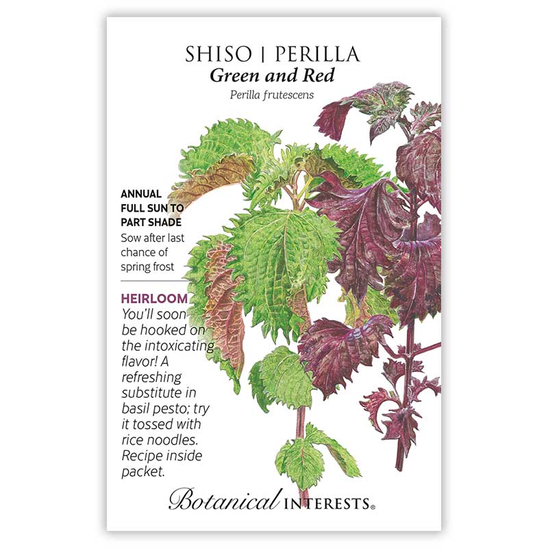 perilla plant seeds Green and Red Shiso Perilla Seeds