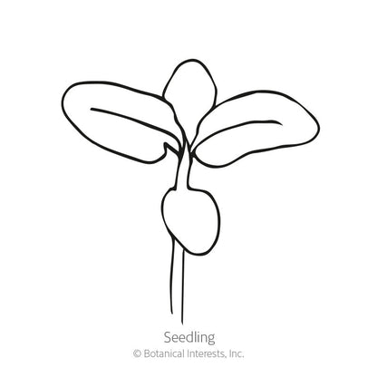 Winter Savory Seeds
