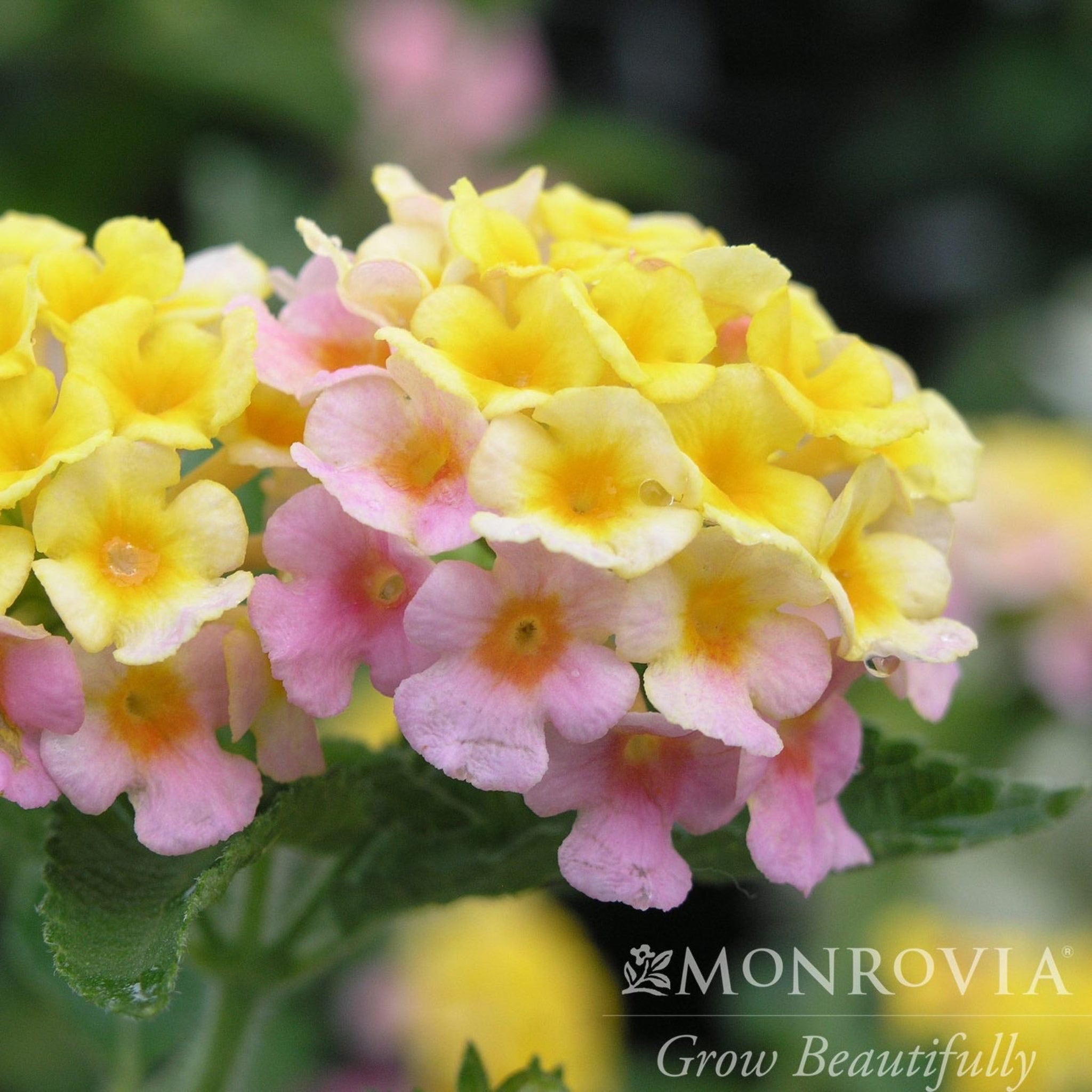 Mary Ann Lantana – Botanical Interests
