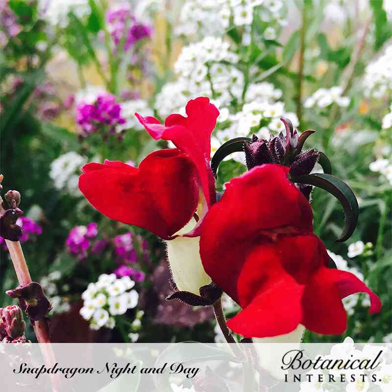 snapdragon seed to flower time Night and Day Snapdragon Seeds – Botanical Interests