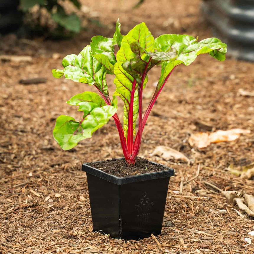 epic gardening potting mix Epic 5” Cube Pot