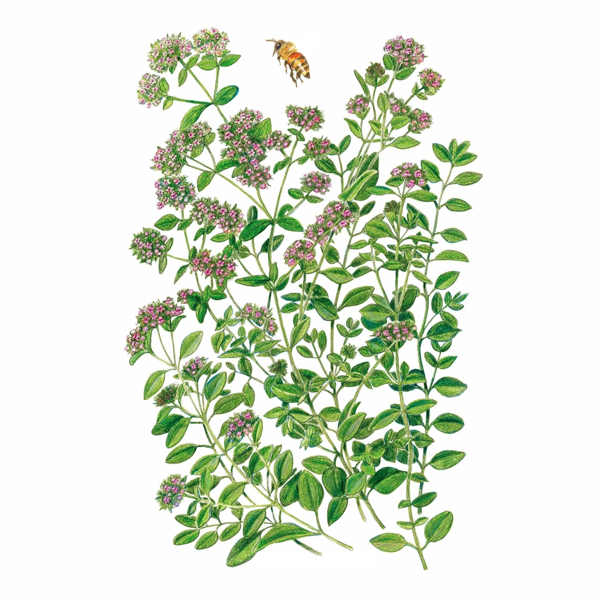 Marjoram Seeds – Botanical Interests