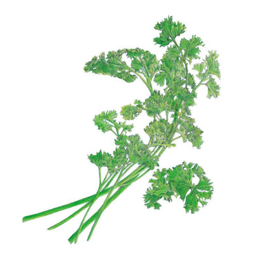 Moss Curled Parsley Seeds