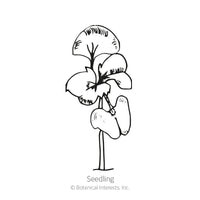 Italian Genovese Basil Seeds