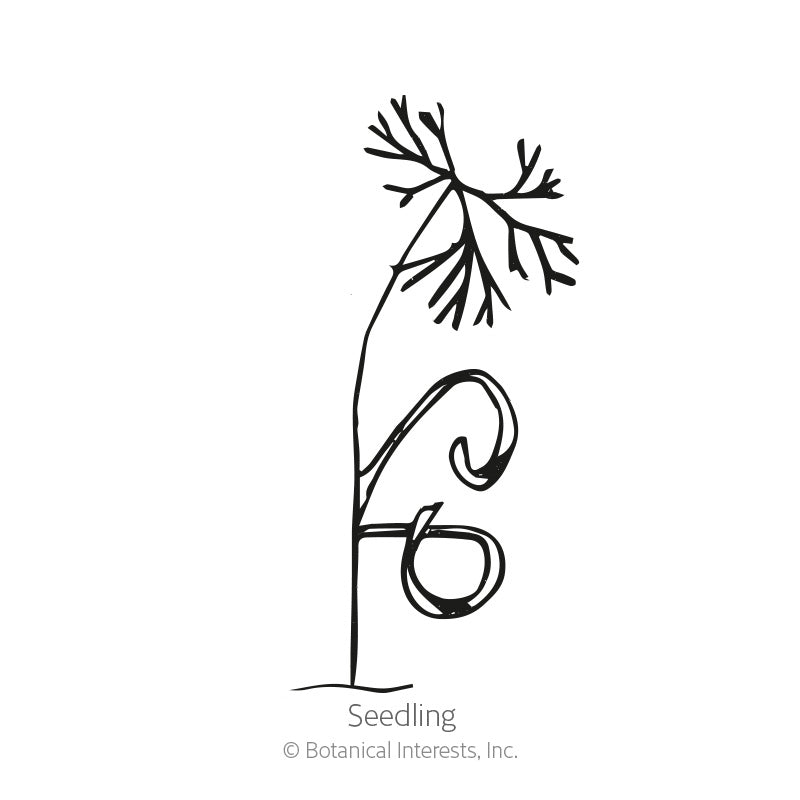 Bouquet Dill Seeds