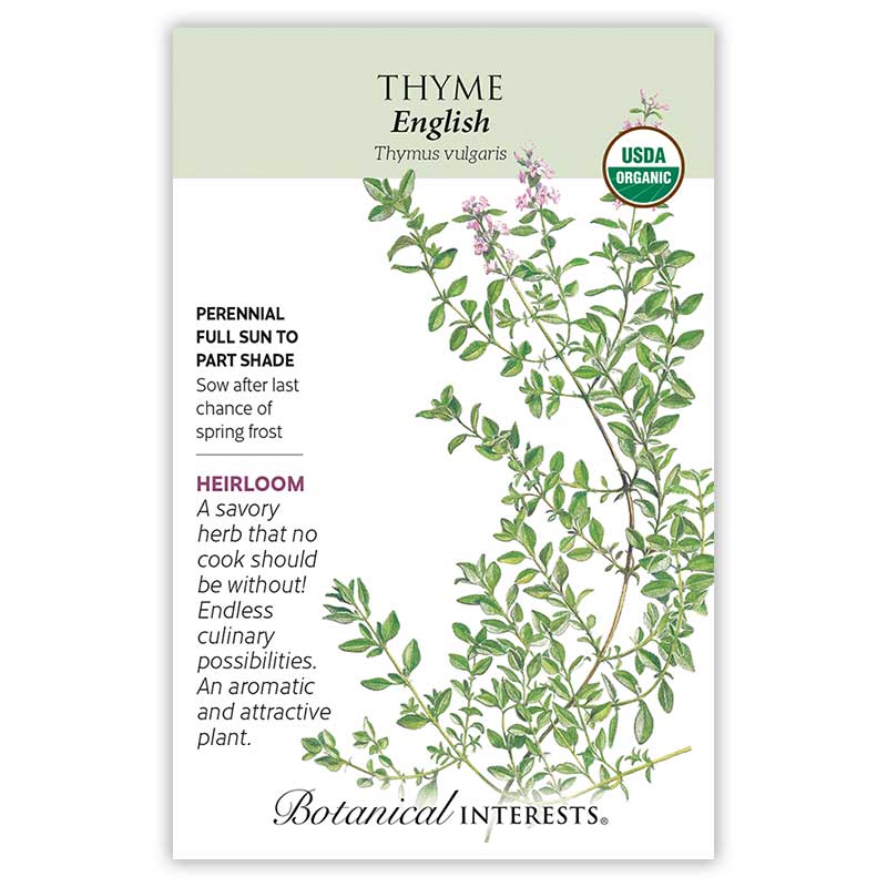 English thyme perennial (English thyme, recommend planting) English thyme perennial