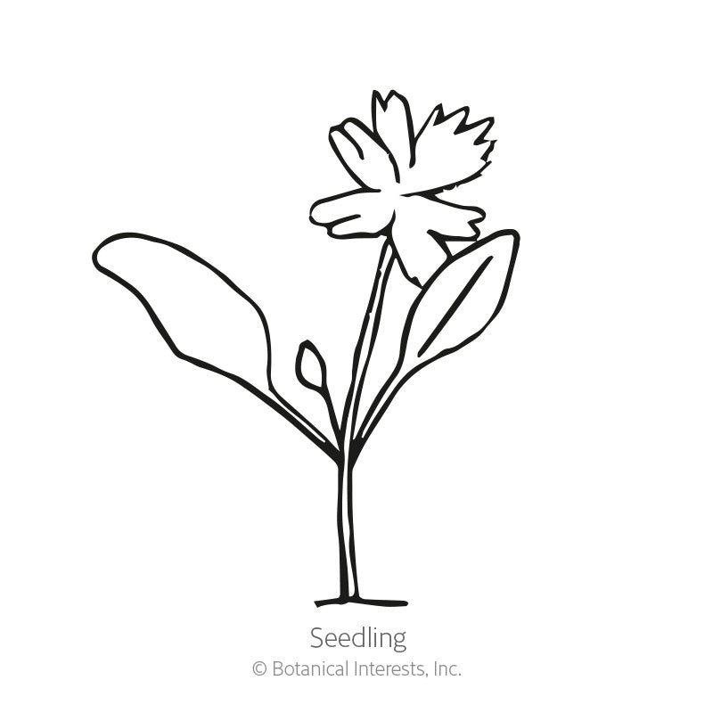 Flat Leaf Parsley Seeds
