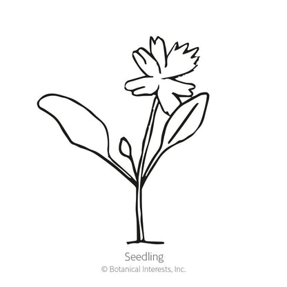 Flat Leaf Parsley Seeds