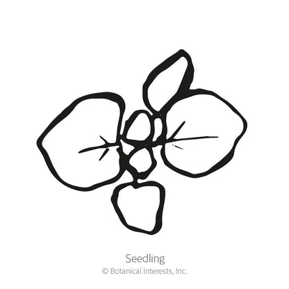 Common Oregano Seeds