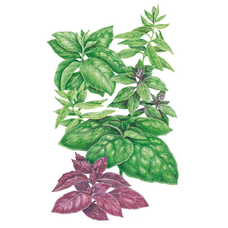 Botanical Interests Basil Blend Basil Seeds - Thumbnail 2
