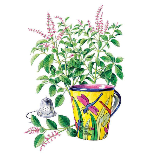 thumbnail image 2 of Kapoor Tulsi / Holy Basil Seeds – 250ct, Great Scent, Easy To Grow, Free Shipping 2 of 4