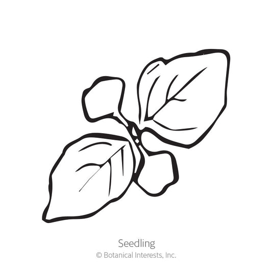 Ciao Bella Basil Blend Microgreens Seeds – Botanical Interests