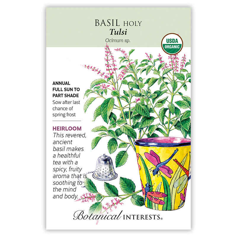 kapoor plant seeds Tulsi Holy Basil Seeds