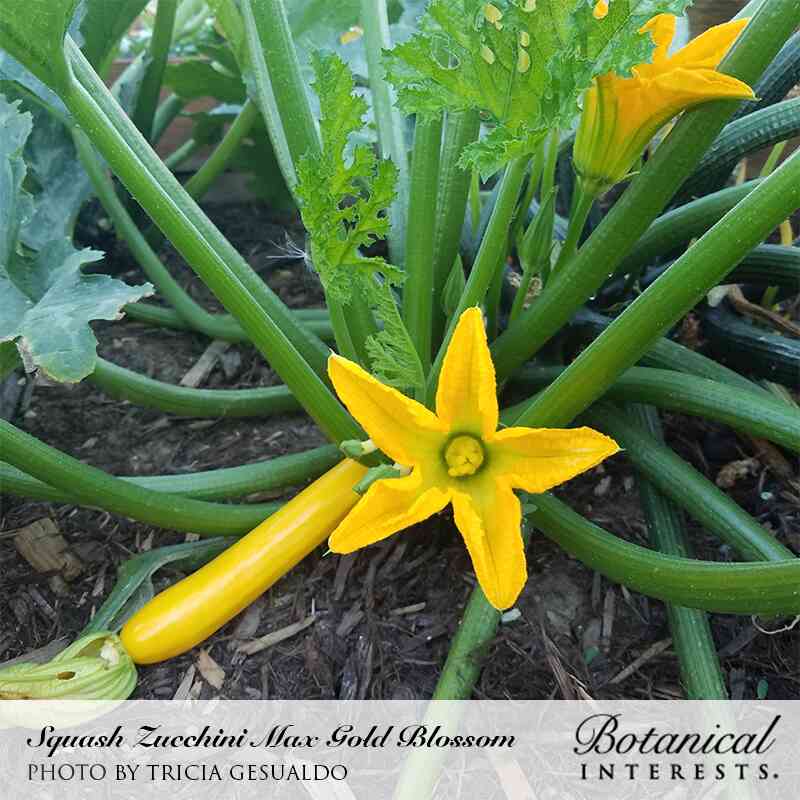 squash seed planting Max's Gold Summer Squash Seeds