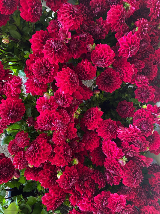 Red Runner
