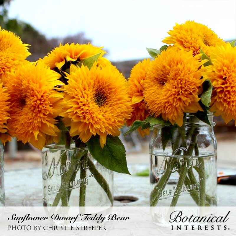 dwarf sunflower seeds to plant Teddy Bear Dwarf Sunflower Seeds