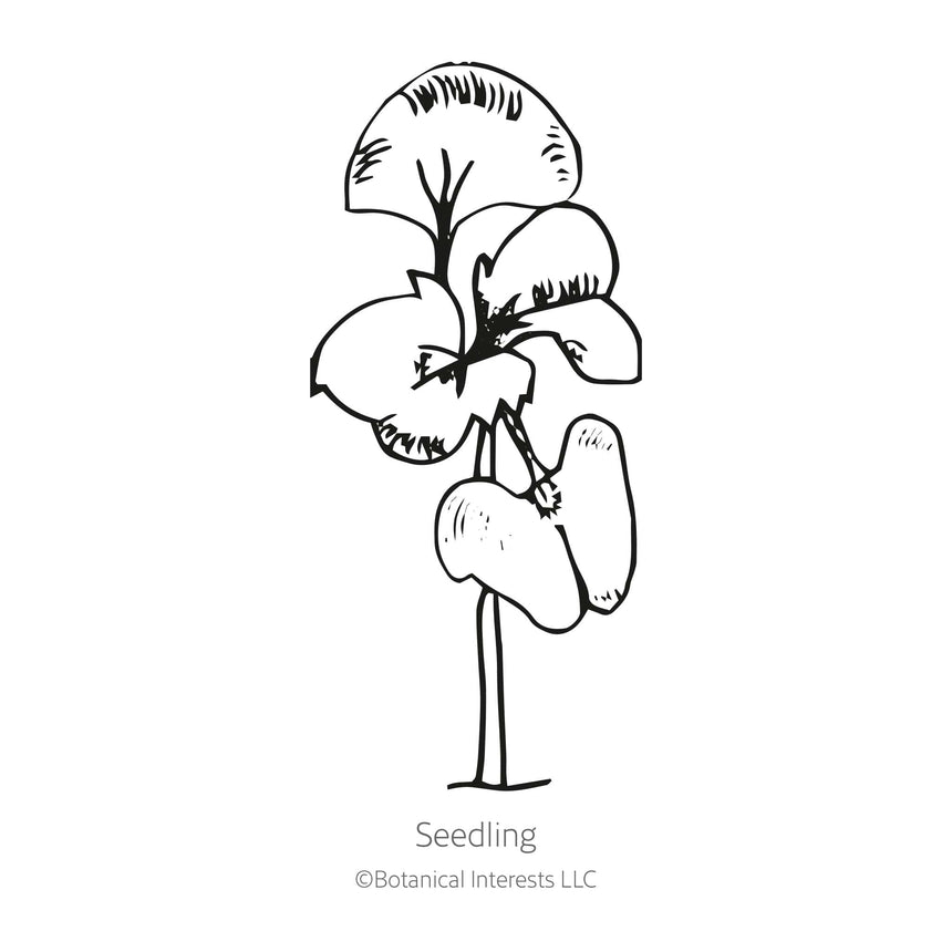Noga Basil Seeds